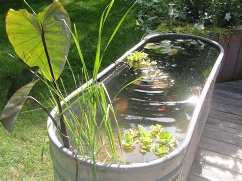 If you live in a warmer region with temperatures above 70 f, some of our recommended algae eaters might not survive the negative effects of high temperatures on. 22 Small Garden or Backyard Aquarium Ideas Will Blow Your ...
