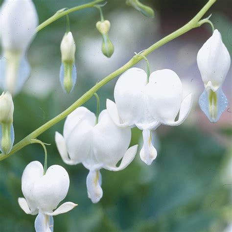 White Bleeding Heart Foothills Nurseries