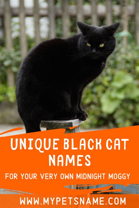 You will find a wealth of famous black cat names in each of these lists to spark your creativity and awaken your naming inspiration. One of the ways to find a unique and cool cat name is to ...