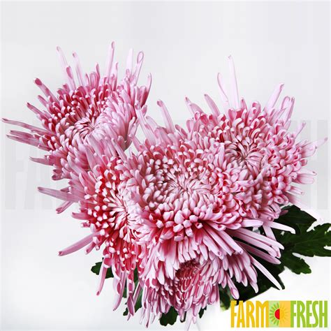 Shein, yogodlns, lala ikai, merry's. DISBUDS/MUMS - Farm Fresh Flower