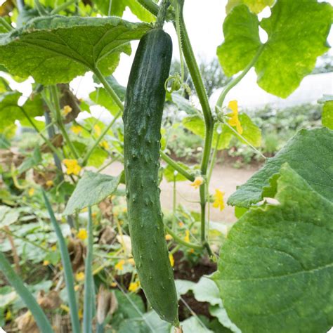 Suyo Long Cucumber Seeds Heirloom Untreated Non Gmo From Canada