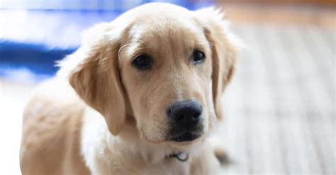The Complete Guide To Raising A Golden Retriever Puppy Golden Hearts