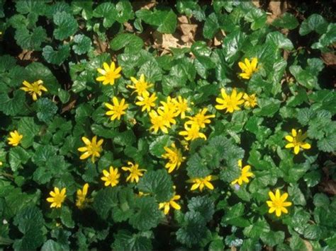 This spring alpine flower has pure white petals on the outside and the innermost petals are edged with dark green. lesser celandine cluster | Common wildflowers, Woodland ...