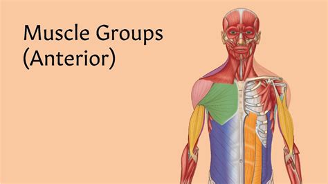 Muscle Groups Anatomystuff Youtube