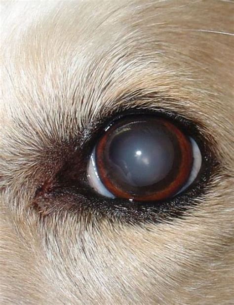 Home Remedies For Dog Cataracts Dog Discoveries