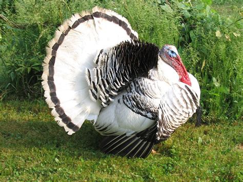 Vickie Higgins On Holidays Thanksgiving Strutting Wild Turkey Hd