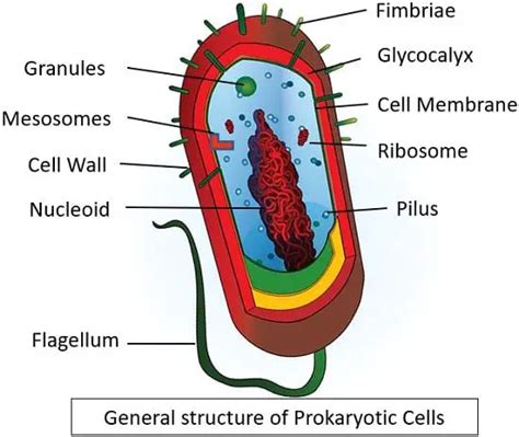 รายการ 91 ภาพพื้นหลัง prokaryotic cell มีอะไรบ้าง สวยมาก