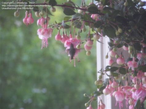 Plantfiles Pictures Double Fuchsia Southgate Fuchsia By Richswanner