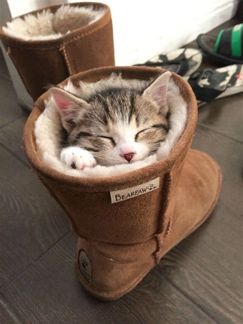 17 Super Cute Sleeping Kittens That Will Make You Want To Take A Nap