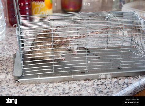 Live Rat Caught In Humane Trap Stock Photo Alamy