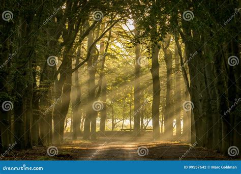 Sun Shining Through The Trees Stock Photo Image Of Natural Leaf