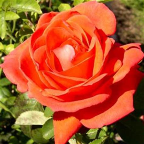 There are 2621 orange tea roses for sale on etsy, and they cost 10,31 $ on average. Cheap Super Star Hybrid Tea Rose Online : Buy Hybrid Tea ...