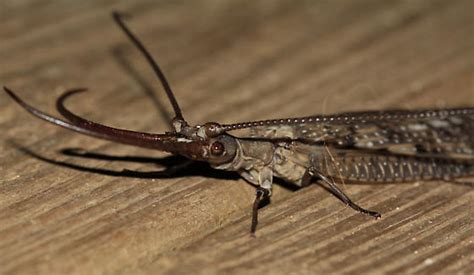 Large Horned Flying Insect Dobsonfly Male Corydalus Cornutus