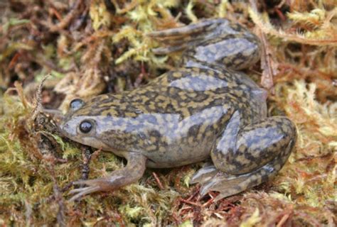 African Clawed Frog Facts Critterfacts