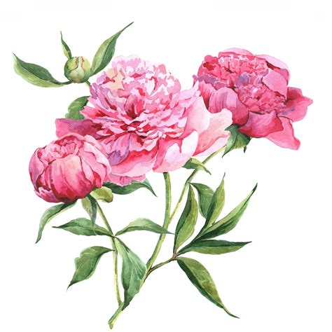 Pink Peony Waterslide Decal Etsy In 2021 Peony Illustration