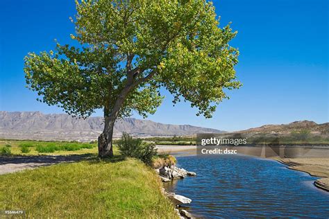 Rio Grande River And Cottonwood Tree In El Paso Texas High Res Stock