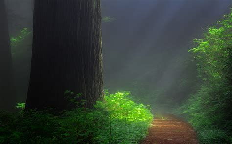 Pictures Rays Of Light Path Nature Forests Trunk Tree