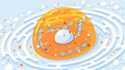 Nucleus Genes Location Depend Activity Dna Cell