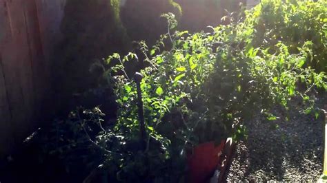 What are the advantages of led grow lights for plants? LED Grow Lights - The tale of two tomato plants ...