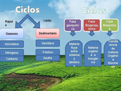 Cuadro Comparativo De Los Ciclos Biogeoquimicos Lingsma Porn Sex Picture