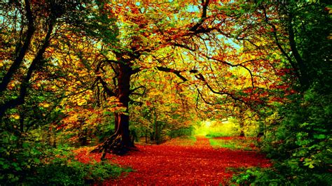 The Colors Of Autumn Wallpaper And Background Image