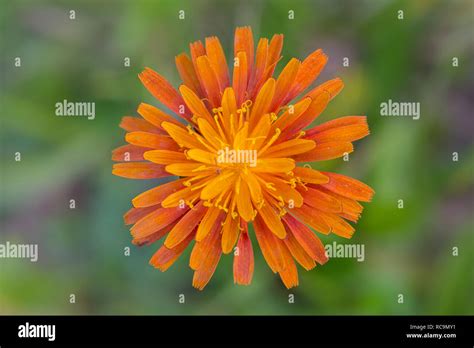 Close Up Of Orange Hawkweed Fox And Cubs Orange Hawk Bit Devils