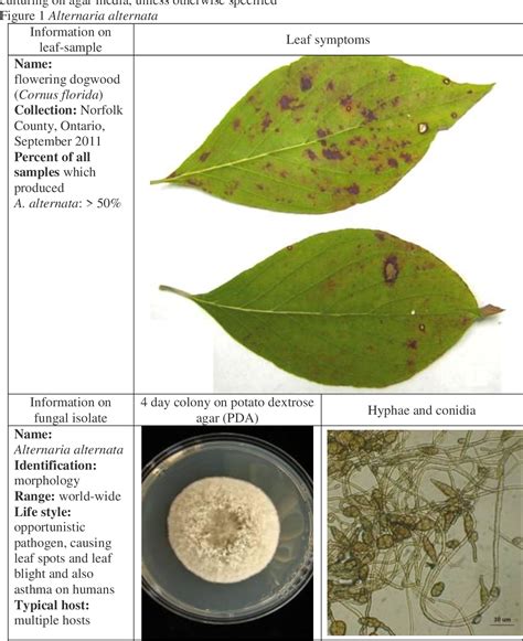 Figure 110 From Dogwood Anthracnose Caused By Discula Destructiva On