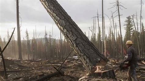 How much does it cost to cut down a tree?it is a difficult question to answer, but in this video we are going to attempt to do it.there are so many. What would happen if all the trees were cut down? - BBC ...