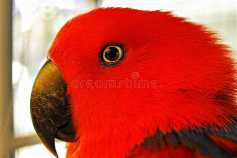 Red Parot Head Female Eclectus Parrot From Autstralia A Side View Of