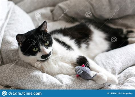 Cute Black And White Cat With Moustache Playing With Mouse