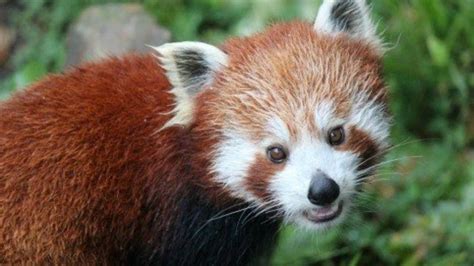 Stalking An Elusive Youtube Star The Adorkable Red Panda Nz