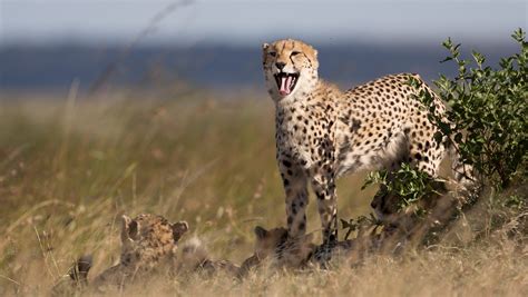 Cheetah numbers crashing; extinction possible