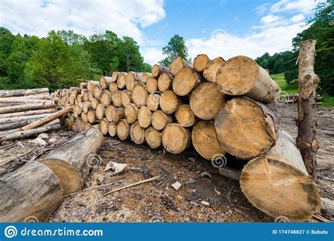 Logs In Piles On The Edge Of The Forest In The White Water Reserve In