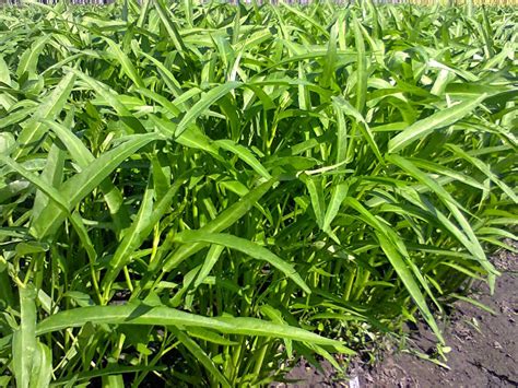 Persiapan bahan dan peralatan peralatan hidroponik kangkung yang diperlukan tidak banyak dan tidak akan menguras banyak isi dompet anda. CARA MENANAM / BUDIDAYA KANGKUNG | Pertanian