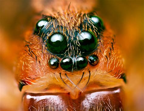 Eyes Of Ground Wolf Spider Trochosa Terricola I Found Th Flickr