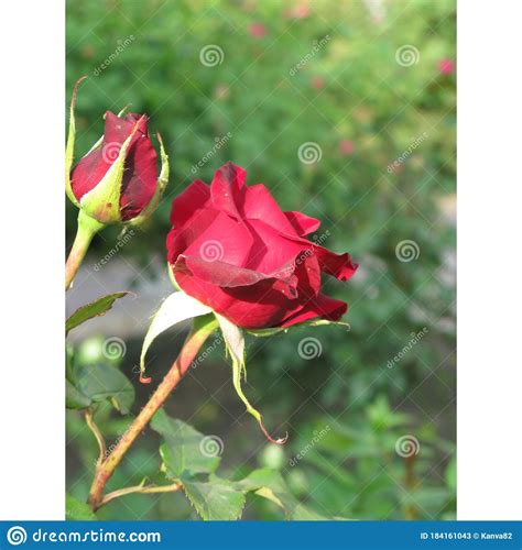 Small Red Rose Stock Image Image Of Rose Flower Flowers 184161043