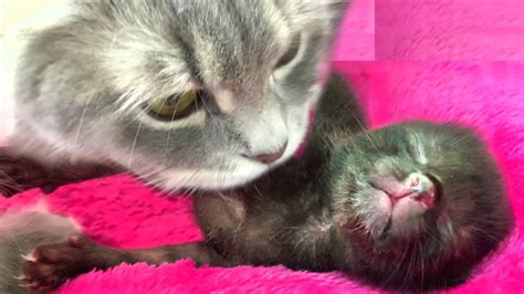 Mom Cat Kisses The Adopted Blind Kitten YouTube