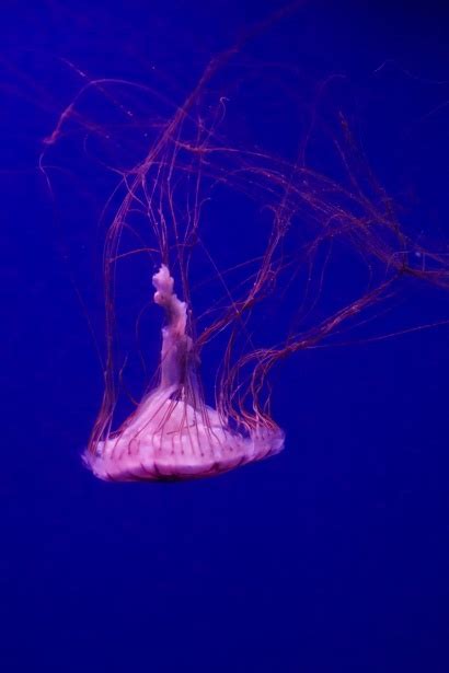 Jellyfish Underwater Free Stock Photo Public Domain Pictures