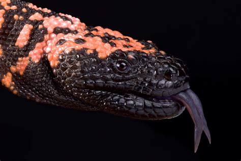 Gila Monster Care Sheet Approved By A Herpetologist