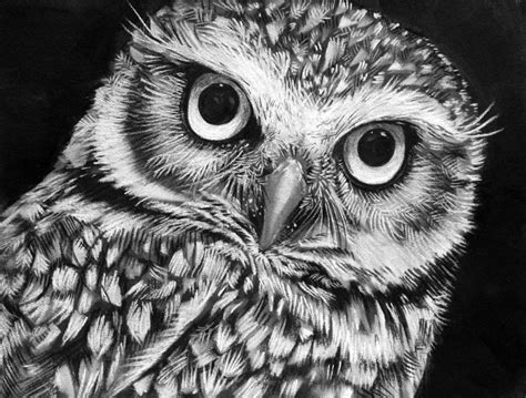Burrowing Owl Drawing By Sharlena Wood