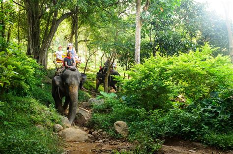 Are you looking for a little adventure during your holiday? ปักพินโดย Kok Chang safari ใน Elephant trekking