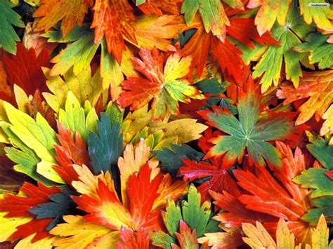 Autumn Colors Leaves Wallpaper 1600x1200 28992