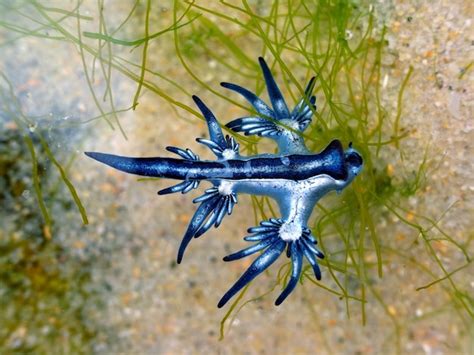 Premium Photo Blue Dragon Glaucus Atlanticus Blue Sea Slug