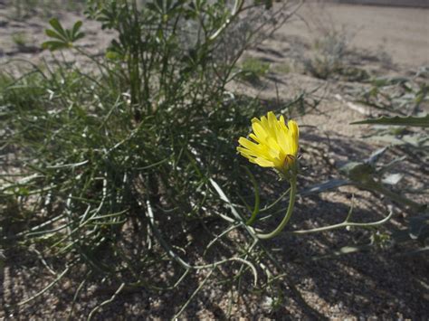 Submitted 3 years ago by funhomiequan. Anza Borrego Annual Flower Display - 2015 - 41 of 80