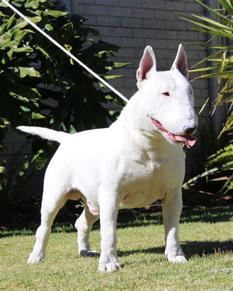 77 Do Bull Terriers Shed Hair L2sanpiero