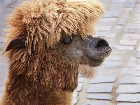 Lama Kamel Tier · Kostenloses Foto Auf Pixabay