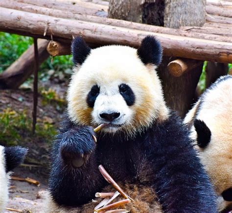 The Ultimate Guide On How To Hold A Panda In Chengdu China