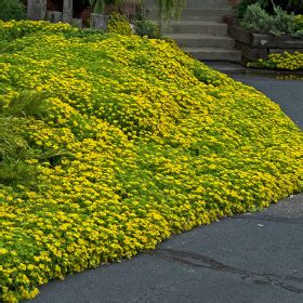 Full sun, moderately cold winters, moderately hot summers and not much rain. Sun Ground Covers | Ground Covers | GreatGardenPlants.com