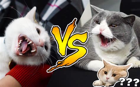 We did not find results for: 带猫去B站引发大混乱!猫吓得发出狼嚎？_哔哩哔哩 (゜-゜)つロ 干杯~-bilibili