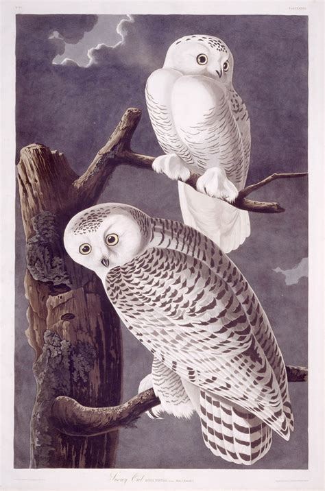 Snowy Owl Toronto Public Library Snowy Owl Art Owl Art Print Bird